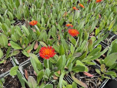 Bild von /bilder/bluehapp/thumb/hier_Hieracium_x_rubrum_P-3722500001_T-b_Y-25_K-21_20512.jpg