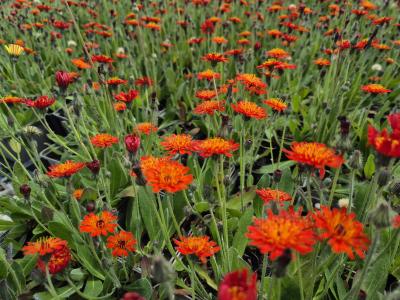 Bild von /bilder/bluehapp/thumb/hier_Hieracium_x_rubrum_P-3722500001_T-b_Y-25_K-23_41428.jpg
