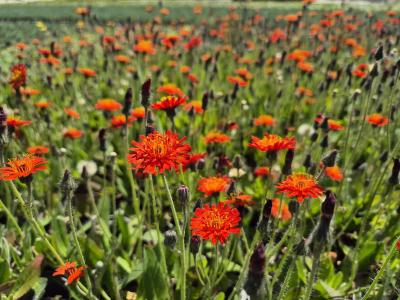 Bild von /bilder/bluehapp/thumb/hier_Hieracium_x_rubrum_P-3722500001_T-b_Y-25_K-24_14089.jpg