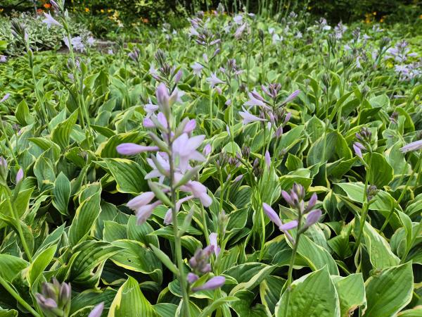 Bild von /bilder/bluehapp/thumb/hosfaur_Hosta_x_fortunei___Aureomarginata___P-3762525001_T-b_Y-26_K-28_40307.jpg
