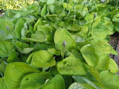 Bild von /bilder/bluehapp/thumb/hosham_Hosta_x_cult____August_Moon___P-3763505001_T-k_Y-24_K-25_55412_aktiv_.jpg