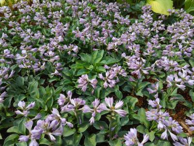 Bild von /bilder/bluehapp/thumb/hoshbme_Hosta_x_cult____Blue_Mouse_Ears___P-3763525101_T-b_Y-24_K-26_48409_aktiv_.jpg
