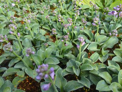 Bild von /bilder/bluehapp/thumb/hoshbme_Hosta_x_cult____Blue_Mouse_Ears___P-3763525101_T-k_Y-24_K-25_85560_aktiv_.jpg