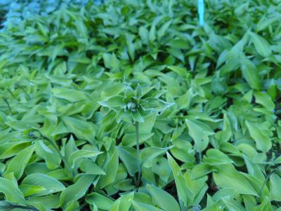 Bild von /bilder/bluehapp/thumb/hoshge_Hosta_x_cult____Gold_Edger___P-3763544001_T-k_Y-22_K-22_24809_aktiv_.jpg