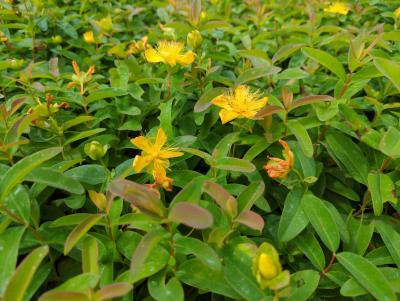 Bild von /bilder/bluehapp/thumb/hypc_Hypericum_calycinum_P-3901000001_T-b_Y-22_K-28_10602_aktiv_.jpg