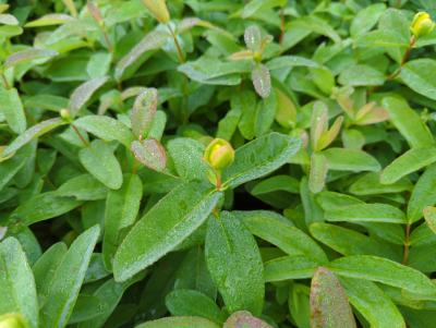 Bild von /bilder/bluehapp/thumb/hypc_Hypericum_calycinum_P-3901000001_T-k_Y-22_K-26_23080_aktiv_.jpg