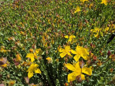 Bild von /bilder/bluehapp/thumb/hypp_Hypericum_polyphyllum___P-3902000001_T-b_Y-25_K-24_34759.jpg