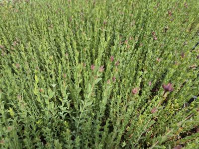 Bild von /bilder/bluehapp/thumb/hypp_Hypericum_polyphyllum___P-3902000001_T-k_Y-25_K-21_89346.jpg