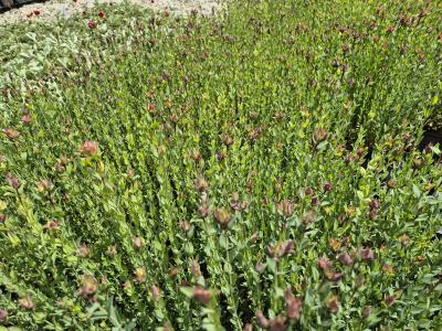 Bild von /bilder/bluehapp/thumb/hypp_Hypericum_polyphyllum___P-3902000001_T-k_Y-25_K-22_98214.jpg