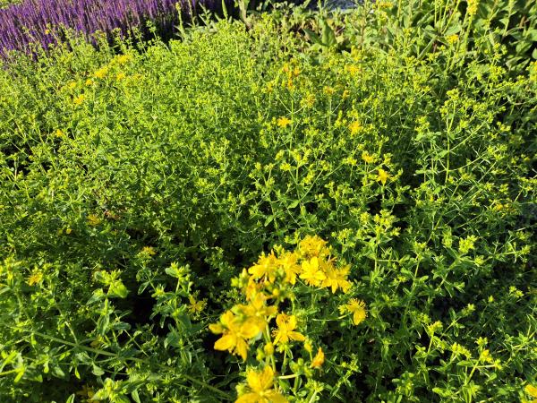 Bild von /bilder/bluehapp/thumb/hyppe_Hypericum_perforatum_P-3901500004_T-k_Y-26_K-26_57640.jpg