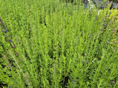 Bild von /bilder/bluehapp/thumb/hyso_Hyssopus_officinalis_P-8841000001_T-k_Y-25_K-30_33705.jpg