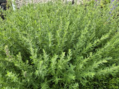 Bild von /bilder/bluehapp/thumb/hyso_Hyssopus_officinalis_P-8841000004_T-k_Y-25_K-26_62367.jpg