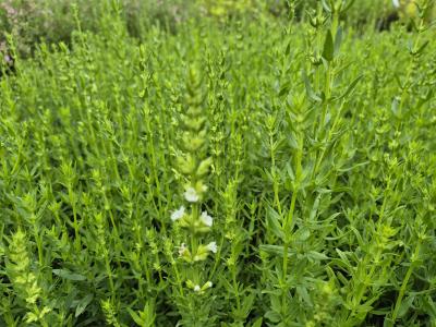 Bild von Hyssopus officinalis Alba