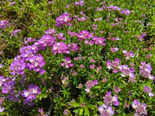 Bild von Iberis sempervirens Amethyst