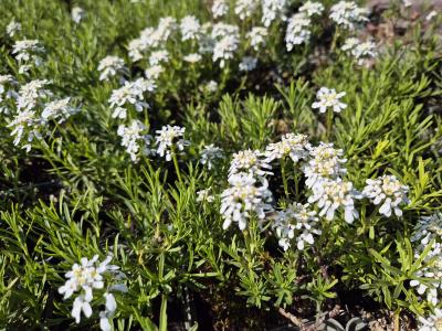 Bild von /bilder/bluehapp/thumb/ibeswz_Iberis_sempervirens___Weißer_Zwerg___P-3942033001_T-b_Y-25_K-18_43498.jpg