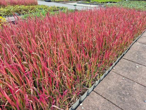Imperata cylindrica 'Red Baron'