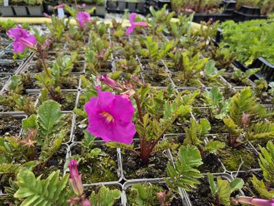 Bild von /bilder/bluehapp/thumb/incd_Incarvillea_delavay_P-3961000001_T-k_Y-25_K-20_46823.jpg