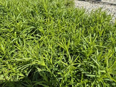 Bild von /bilder/bluehapp/thumb/inue_Inula_ensifolia_P-3981000001_T-k_Y-25_K-24_16011.jpg