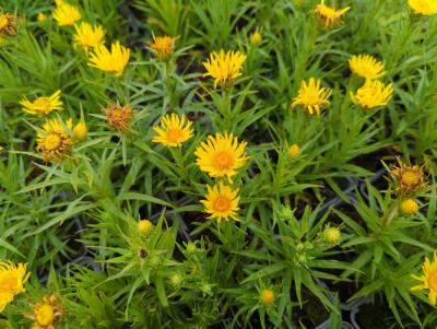 Bild von /bilder/bluehapp/thumb/inueco_Inula_ensifolia___Compacta___P-3981010001_T-b_Y-22_K-27_55546_aktiv_.jpg