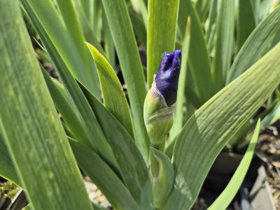 Bild von /bilder/bluehapp/thumb/iribeal_Iris_x_barb__elat____Alstersegel___P-4001006001_T-k_Y-25_K-21_25715.jpg