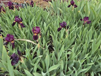 Bild von /bilder/bluehapp/thumb/iribesel_Iris_barbata_elatior___Sarah_Elisabe_P-4001083001_T-k_Y-25_K-20_20175.jpg
