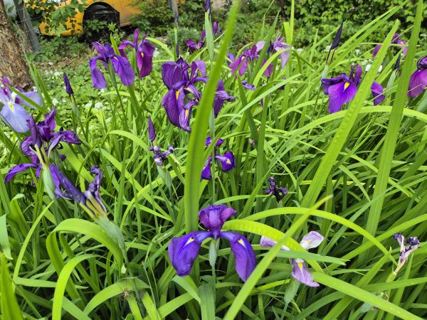 Bild von /bilder/bluehapp/thumb/irie_Iris_ensata__kaempferi__P-9541000001_T-b_Y-26_K-25_70403.jpg