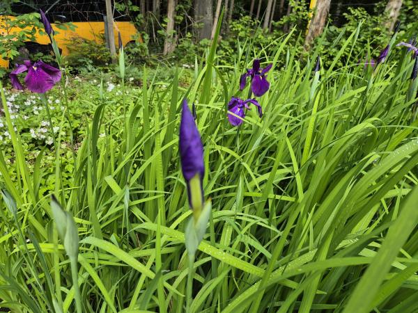 Bild von /bilder/bluehapp/thumb/irie_Iris_ensata__kaempferi__P-9541000001_T-k_Y-26_K-24_39424.jpg