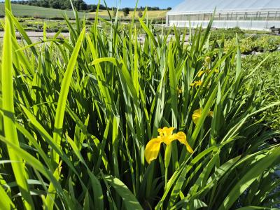 Bild von /bilder/bluehapp/thumb/irip_Iris_pseudacorus_P-9542000001_T-k_Y-26_K-22_55768.jpg