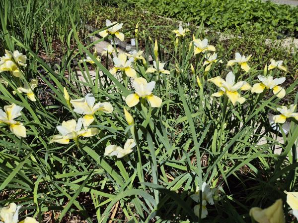 Bild von /bilder/bluehapp/thumb/irisbs_Iris_sibirica___Butter_and_Sugar___P-4007017001_T-b_Y-26_K-23_98268.jpg