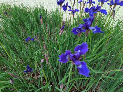 Bild von Iris sibirica Niklassee