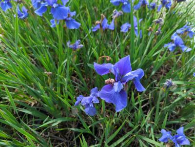 Bild von /bilder/bluehapp/thumb/irista_Iris_sibirica___Taubenblau___P-4007089001_T-b_Y-22_K-23_79238_aktiv_.jpg