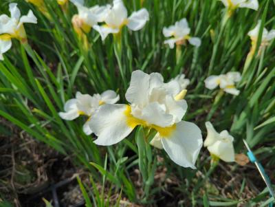 Bild von Iris sibirica Viel Schnee