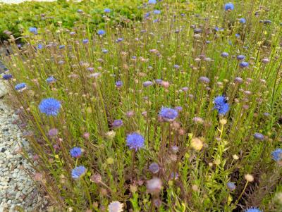 Bild von /bilder/bluehapp/thumb/jaslbl_Jasione_laevis___Blaulicht___P-4041010001_T-k_Y-24_K-23_50958_aktiv_.jpg