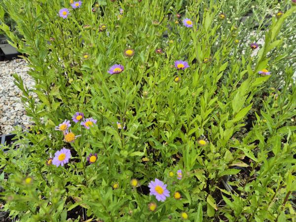 Bild von /bilder/bluehapp/thumb/kalman_Kalimeris_mongolica___Antonia___P-4087010001_T-b_Y-26_K-23_38394.jpg