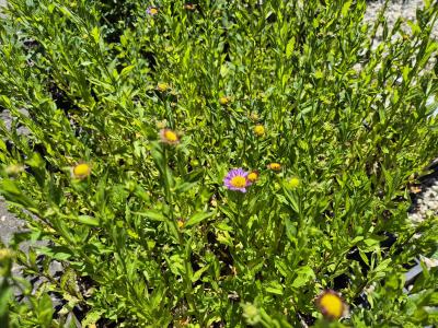Bild von /bilder/bluehapp/thumb/kalman_Kalimeris_mongolica___Antonia___P-4087010001_T-k_Y-26_K-22_89800.jpg