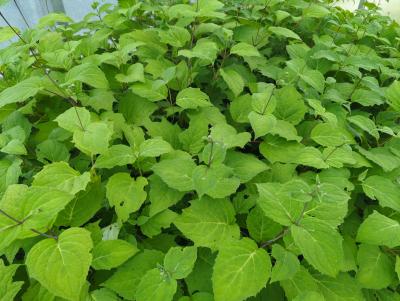 Bild von /bilder/bluehapp/thumb/kirp_Kirengeshoma_palmata_P-4101000001_T-k_Y-24_K-27_91091_aktiv_.jpg