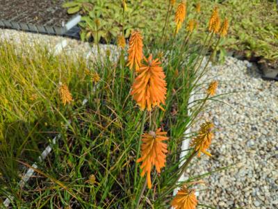 Bild von Kniphofia uvaria Mango-Papsicle