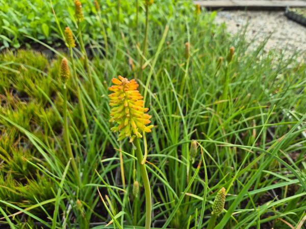 Bild von /bilder/bluehapp/thumb/kniump_Kniphofia_uvaria___Mango_Papsicle_____P-4141536501_T-k_Y-26_K-36_23382.jpg