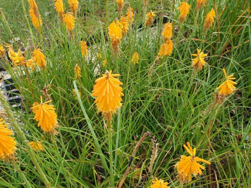 Bild von /bilder/bluehapp/thumb/kniupo_Kniphofia_uvaria___Popsicle____R__P-4141561001_T-b_Y-21_K-31_20770_aktiv_.jpg