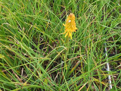 Bild von /bilder/bluehapp/thumb/kniupo_Kniphofia_uvaria___Popsicle____R__P-4141561001_T-k_Y-21_K-27_37430_aktiv_.jpg