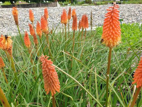 Bild von /bilder/bluehapp/thumb/kniurs_Kniphofia_uvaria___Royal_Standard___P-4141535001_T-b_Y-21_K-31_28466_aktiv_.jpg