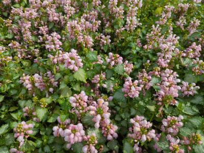 Bild von /bilder/bluehapp/thumb/lammpp_Lamium_maculatum___Pink_Pewter___P-4181025001_T-b_Y-24_K-19_74714_aktiv_.jpg