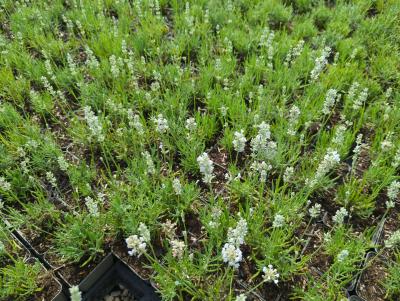 Bild von /bilder/bluehapp/thumb/lavana_Lavandula_ang____Nana_Alba_____P-4241040001_T-b_Y-24_K-27_74469_aktiv_.jpg