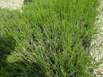 Bild von Lavandula x-interm. Grappenhall