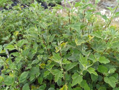 Bild von Lavatera x-olbia Barnsley-Baby