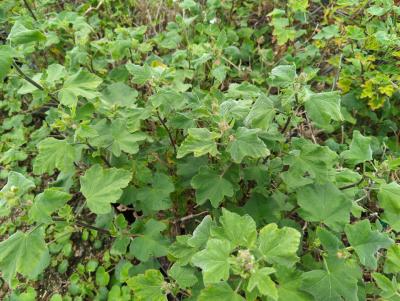 Bild von /bilder/bluehapp/thumb/lavobw_Lavatera_x_olbia___Burgundy_Wine___P-4260530001_T-k_Y-24_K-19_25217_aktiv_.jpg