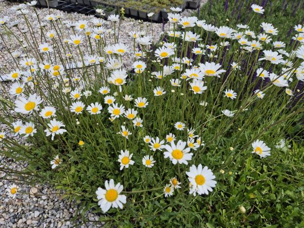 Bild von /bilder/bluehapp/thumb/leui_Leucanthemum_ircutianum_UG16_P-4294600001_T-b_Y-26_K-23_91912.jpg
