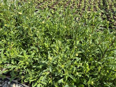 Bild von /bilder/bluehapp/thumb/leui_Leucanthemum_ircutianum_UG16_P-4294600001_T-k_Y-26_K-19_53730.jpg