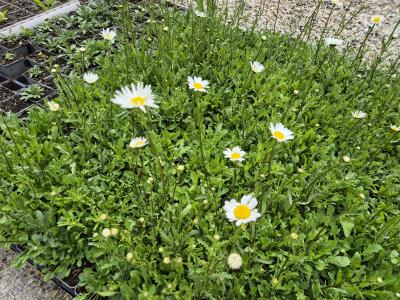 Bild von /bilder/bluehapp/thumb/leui_Leucanthemum_ircutianum_UG16_P-4294600001_T-k_Y-26_K-21_32318.jpg