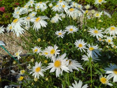 Bild von leusch_Leucanthemum_sup____Ch__Hagemann___P-4295515001_T-b_Y-22_K-26_87780_aktiv_.jpg